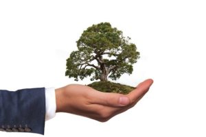 tree nature eco